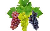 nerafinovana-oliya-vinogradnoyi-kistochki